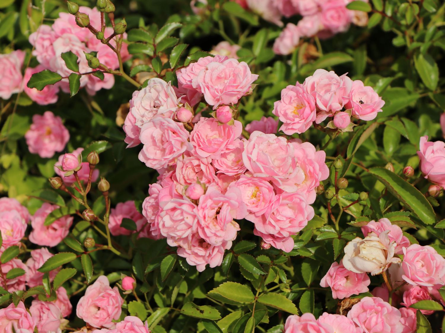 Bodendecker-Rose / Beetrose 'The Fairy' - Rosa 'The Fairy'
