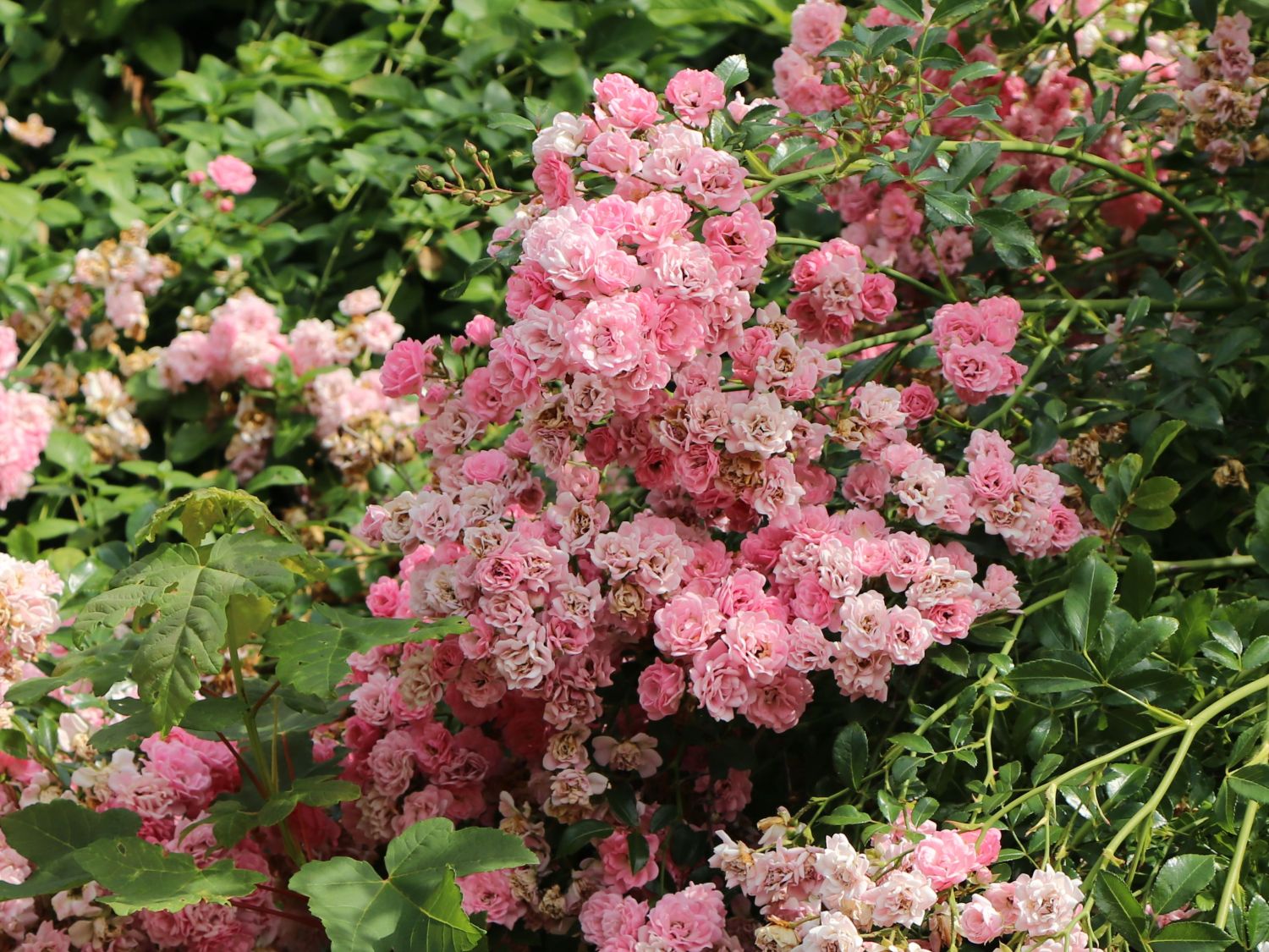 Bodendecker-Rose / Beetrose 'The Fairy' - Rosa 'The Fairy'