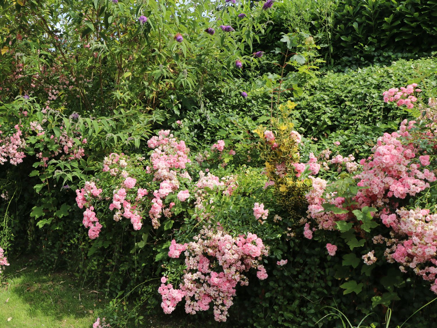 Bodendecker-Rose / Beetrose 'The Fairy' - Rosa 'The Fairy'