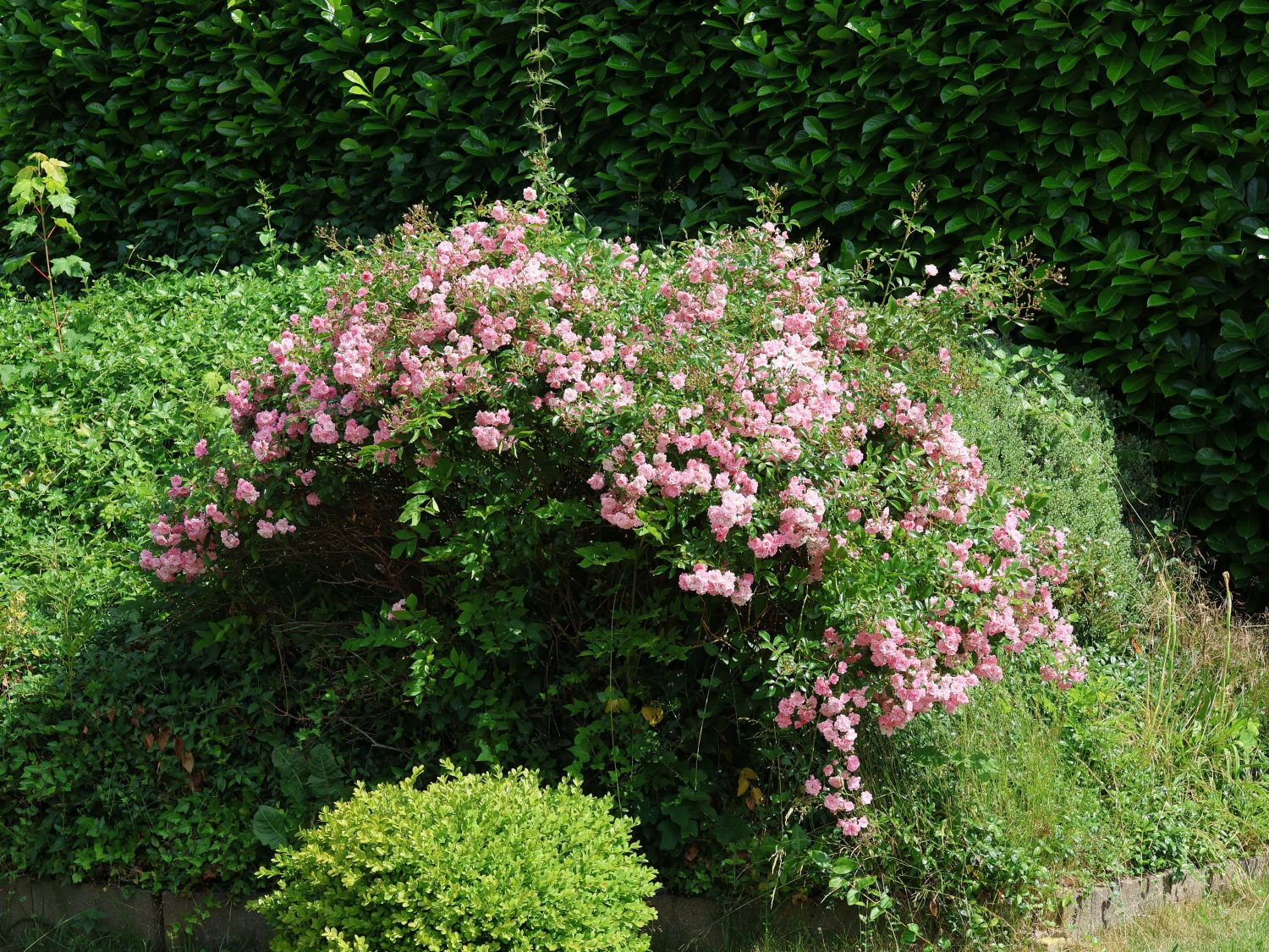 Bodendecker-Rose / Beetrose 'The Fairy' - Rosa 'The Fairy'