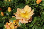 Bodendecker-Rose 'Bienenweide ® Apricot' - Rosa 'Bienenweide ® Apricot'