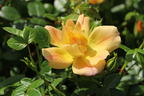 Bodendecker-Rose 'Bienenweide ® Apricot' - Rosa 'Bienenweide ® Apricot'
