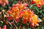 Bodendecker-Rose 'Bienenweide ® Apricot' - Rosa 'Bienenweide ® Apricot'