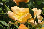 Bodendecker-Rose 'Bienenweide ® Apricot' - Rosa 'Bienenweide ® Apricot'