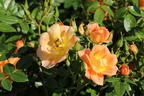 Bodendecker-Rose 'Bienenweide ® Apricot' - Rosa 'Bienenweide ® Apricot'