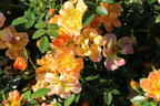 Bodendecker-Rose 'Bienenweide ® Apricot' - Rosa 'Bienenweide ® Apricot'