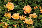Bodendecker-Rose 'Bienenweide ® Apricot' - Rosa 'Bienenweide ® Apricot'