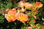 Bodendecker-Rose 'Bienenweide ® Apricot' - Rosa 'Bienenweide ® Apricot'