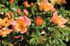 Bodendecker-Rose 'Bienenweide ® Apricot' - Rosa 'Bienenweide ® Apricot'