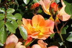 Bodendecker-Rose 'Bienenweide ® Apricot' - Rosa 'Bienenweide ® Apricot'