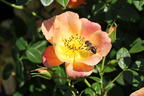 Bodendecker-Rose 'Bienenweide ® Apricot' - Rosa 'Bienenweide ® Apricot'