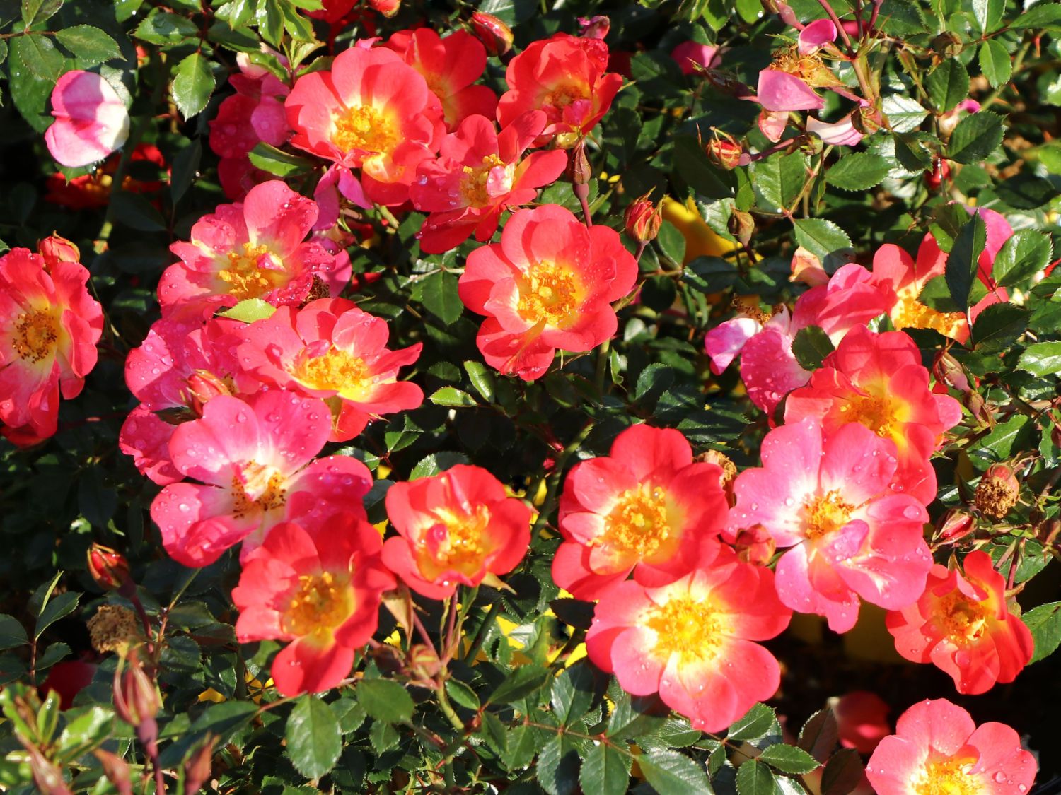 Bodendecker-Rose 'Bienenweide ® Bicolor' - Rosa 'Bienenweide ® Bicolor'
