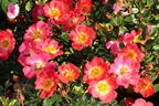 Bodendecker-Rose 'Bienenweide ® Bicolor' - Rosa 'Bienenweide ® Bicolor'