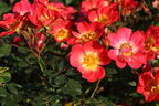 Bodendecker-Rose 'Bienenweide ® Bicolor' - Rosa 'Bienenweide ® Bicolor'