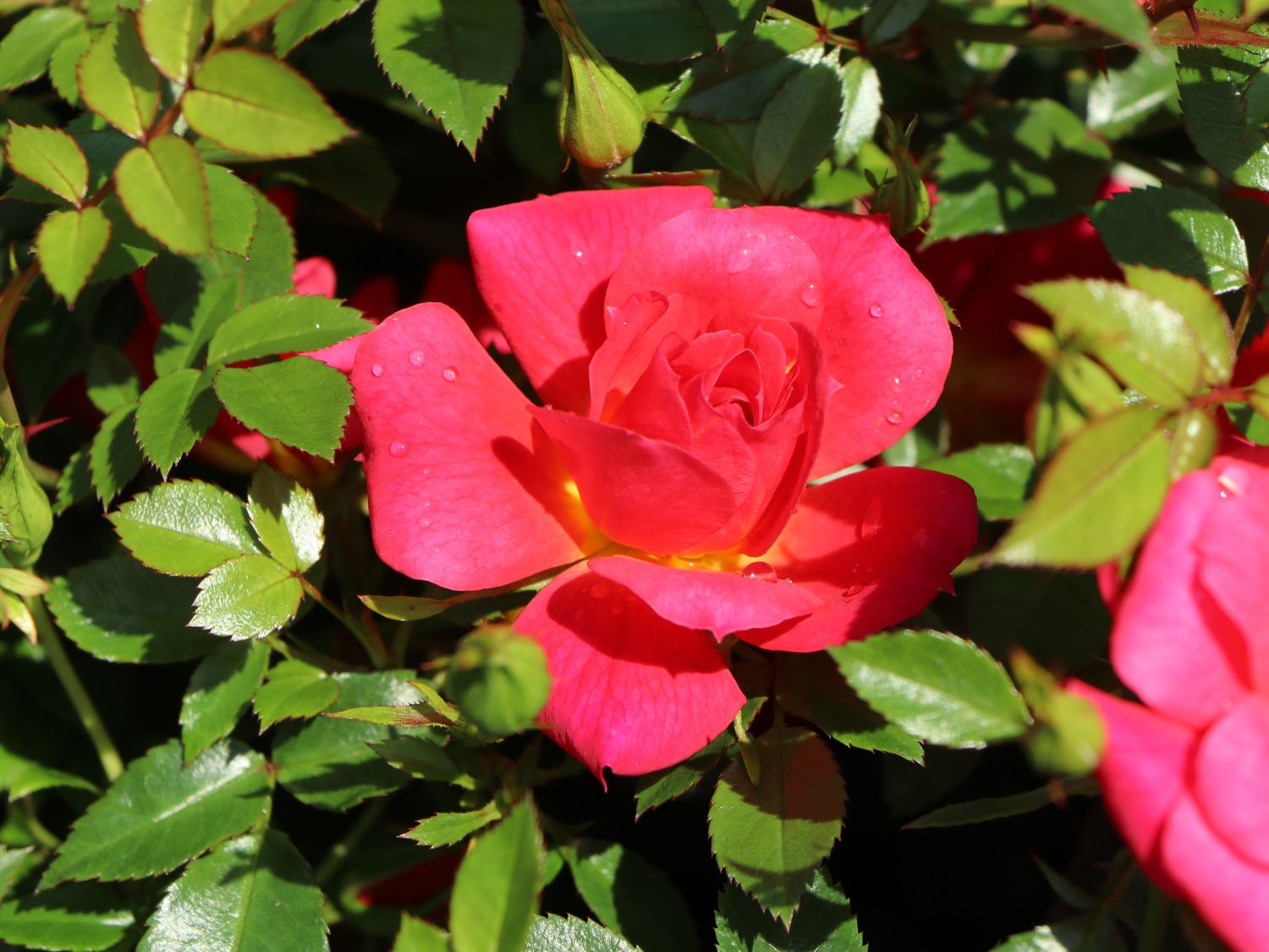 Bodendecker-Rose 'Bienenweide ® Hellrot' - Rosa 'Bienenweide ® Hellrot'