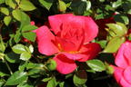Bodendecker-Rose 'Bienenweide ® Hellrot' - Rosa 'Bienenweide ® Hellrot'