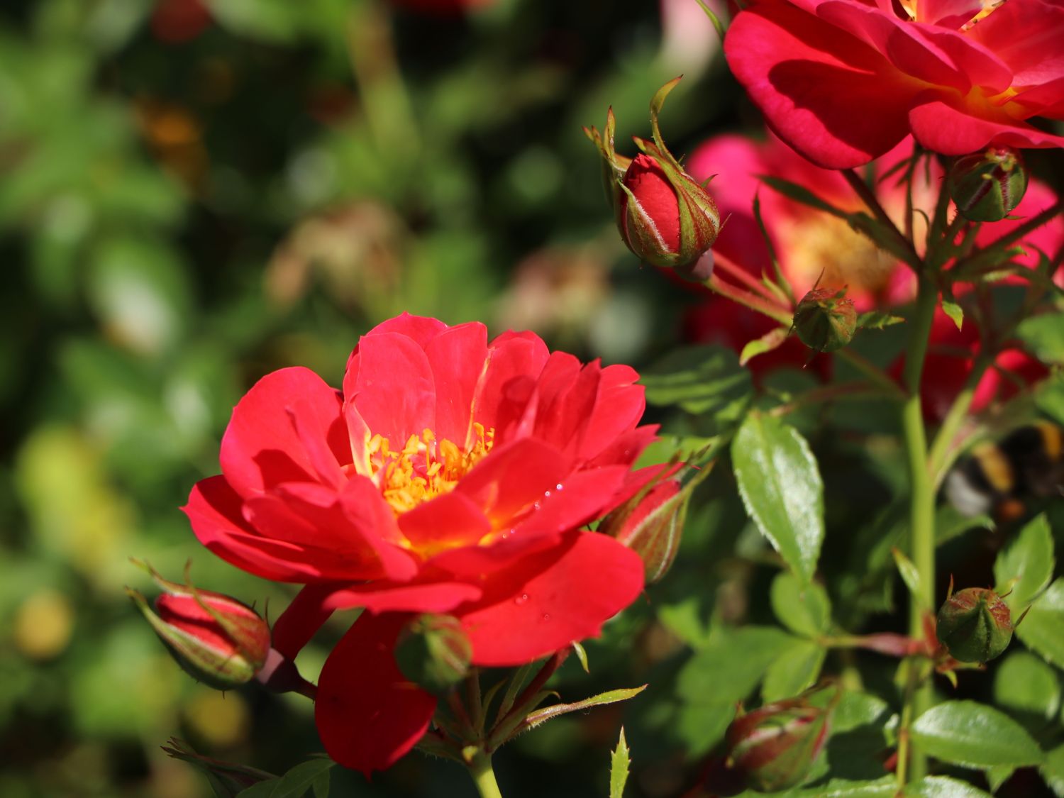 Bodendecker-Rose 'Bienenweide ® Hellrot' - Rosa 'Bienenweide ® Hellrot'