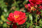 Bodendecker-Rose 'Bienenweide ® Hellrot' - Rosa 'Bienenweide ® Hellrot'