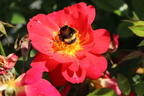 Bodendecker-Rose 'Bienenweide ® Hellrot' - Rosa 'Bienenweide ® Hellrot'