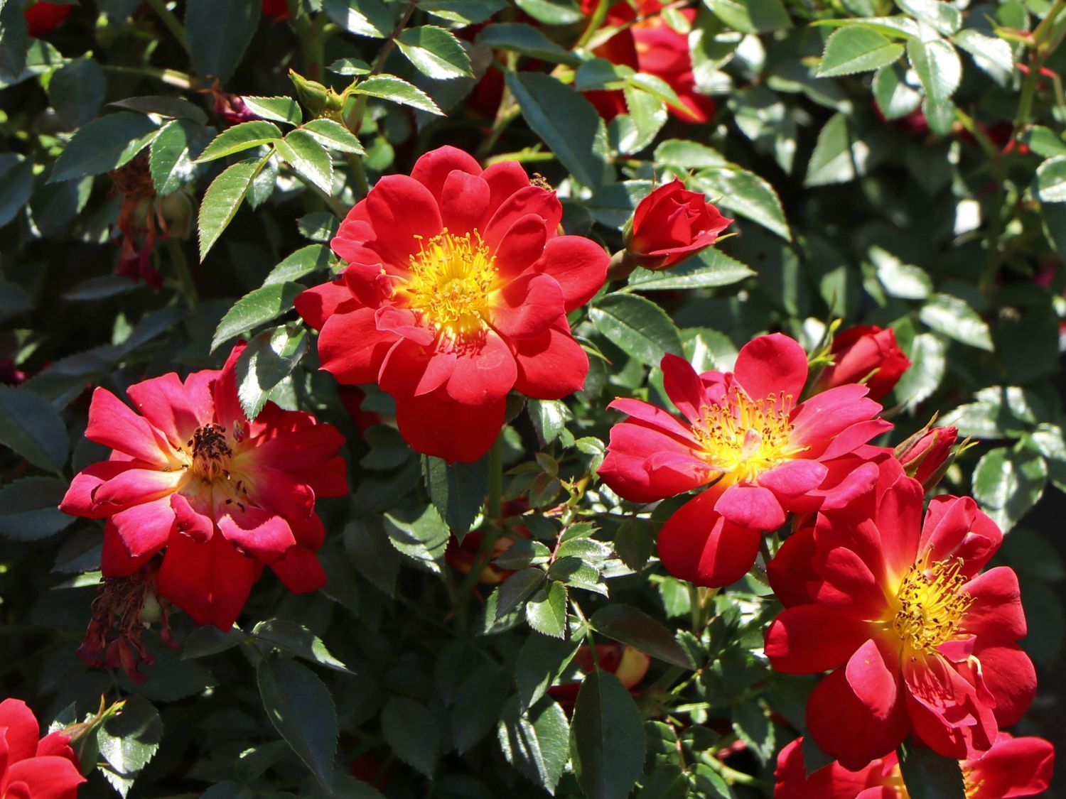 Bodendecker-Rose 'Bienenweide ® Hellrot' - Rosa 'Bienenweide ® Hellrot'