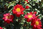 Bodendecker-Rose 'Bienenweide ® Hellrot' - Rosa 'Bienenweide ® Hellrot'