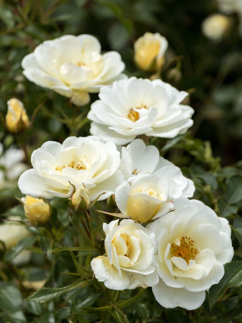 Bodendecker-Rose 'Bienenweide ® Ivory' - Rosa 'Bienenweide ® Ivory'