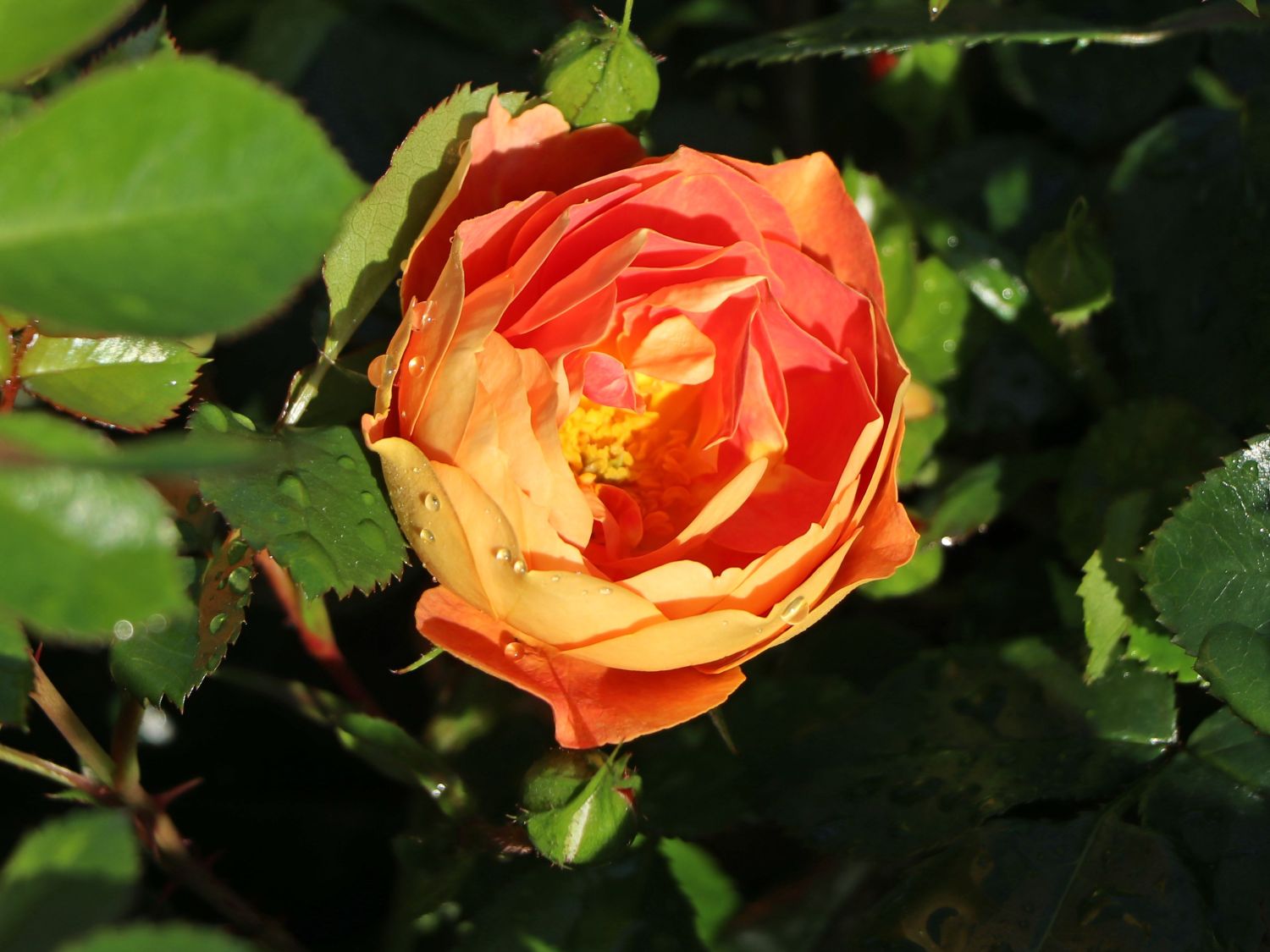 Bodendecker-Rose 'Bienenweide ® mango' - Rosa 'Bienenweide ® mango'