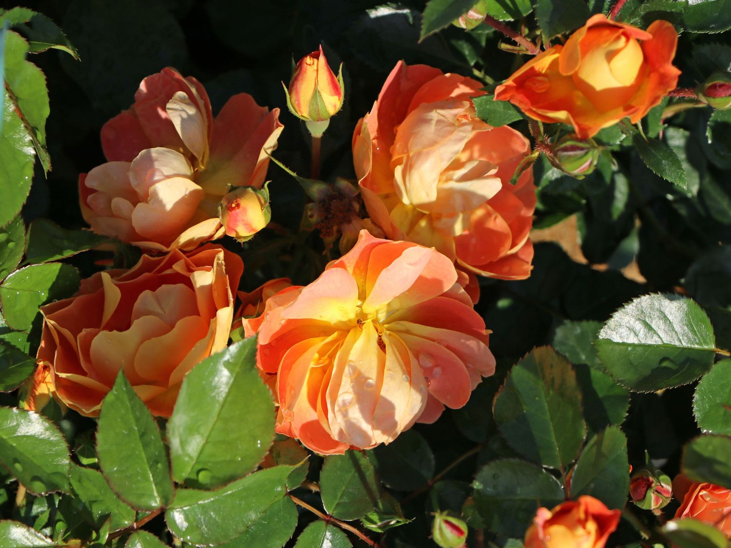 Bodendecker-Rose 'Bienenweide ® mango' - Rosa 'Bienenweide ® mango'
