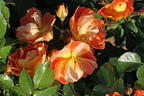 Bodendecker-Rose 'Bienenweide ® mango' - Rosa 'Bienenweide ® mango'