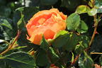 Bodendecker-Rose 'Bienenweide ® mango' - Rosa 'Bienenweide ® mango'