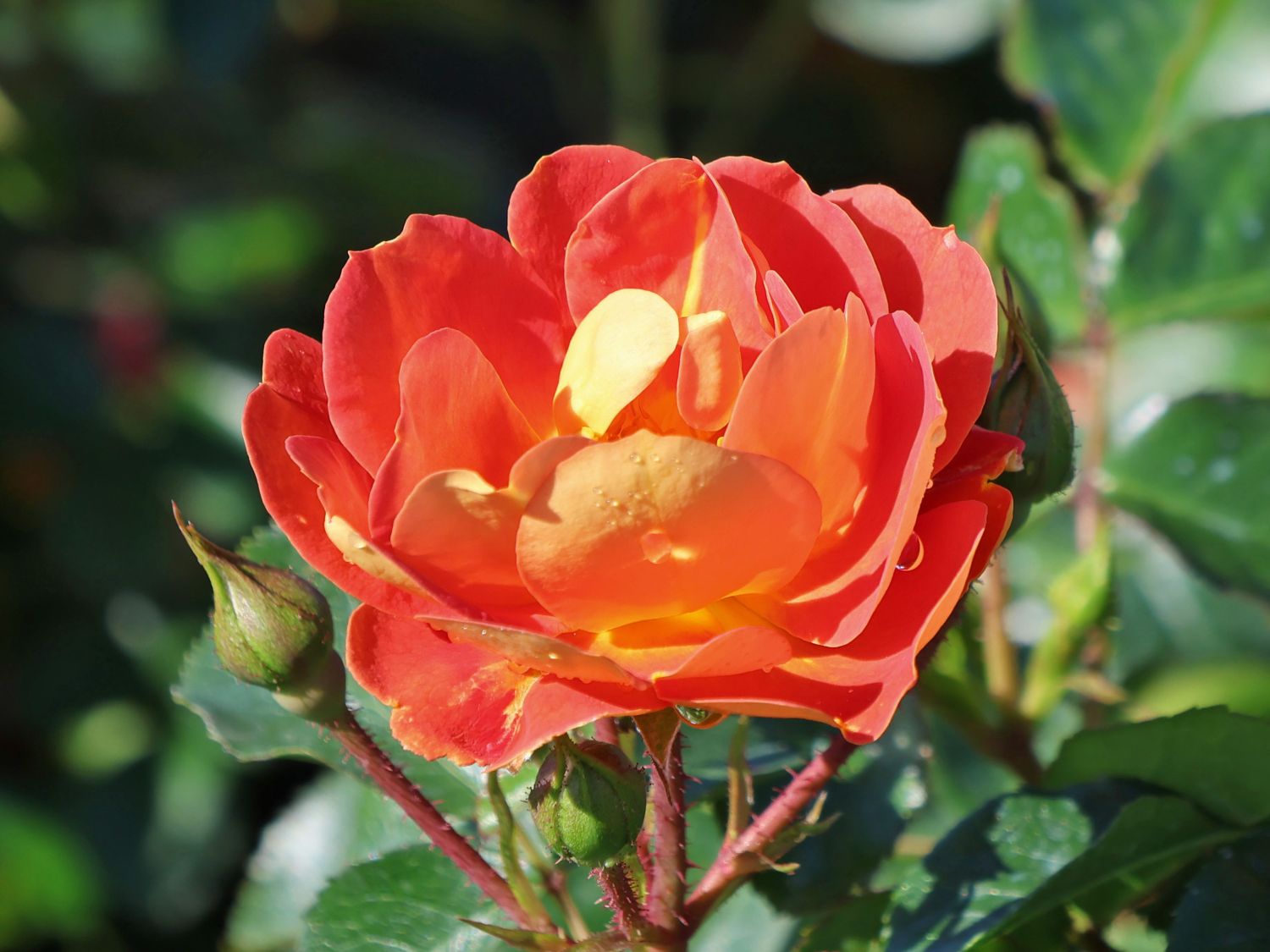 Bodendecker-Rose 'Bienenweide ® mango' - Rosa 'Bienenweide ® mango'
