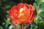 Bodendecker-Rose 'Bienenweide ® mango' - Rosa 'Bienenweide ® mango'