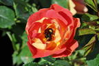 Bodendecker-Rose 'Bienenweide ® mango' - Rosa 'Bienenweide ® mango'