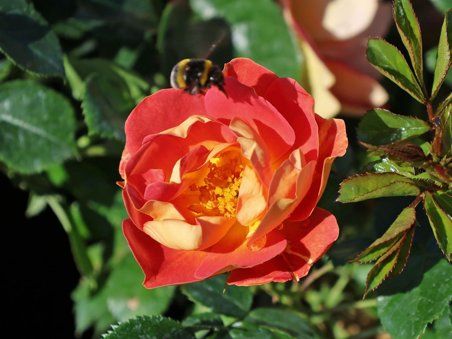 Bodendecker-Rose 'Bienenweide ® mango' - Rosa 'Bienenweide ® mango'