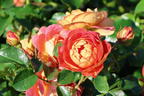 Bodendecker-Rose 'Bienenweide ® mango' - Rosa 'Bienenweide ® mango'