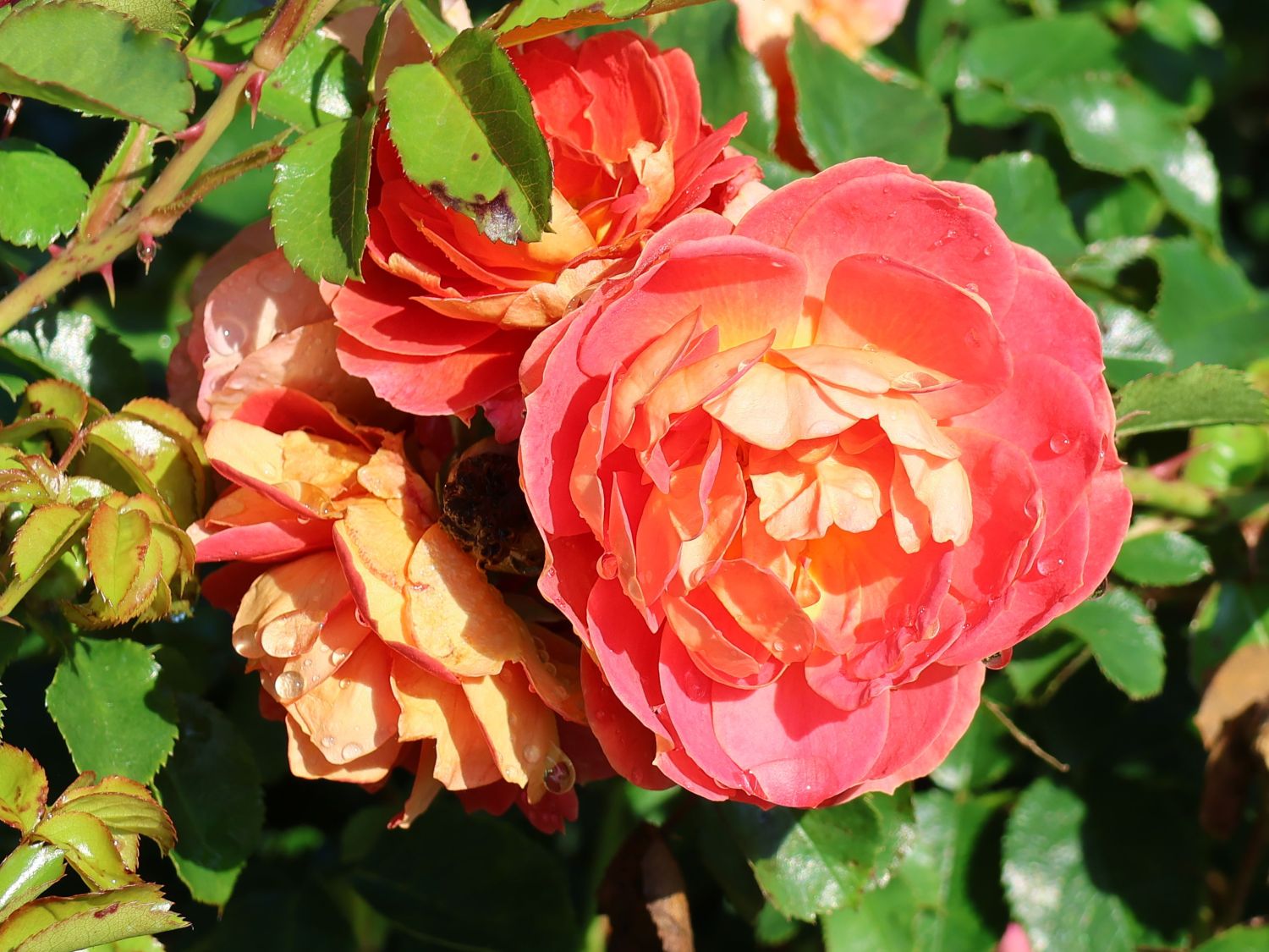 Bodendecker-Rose 'Bienenweide ® mango' - Rosa 'Bienenweide ® mango'