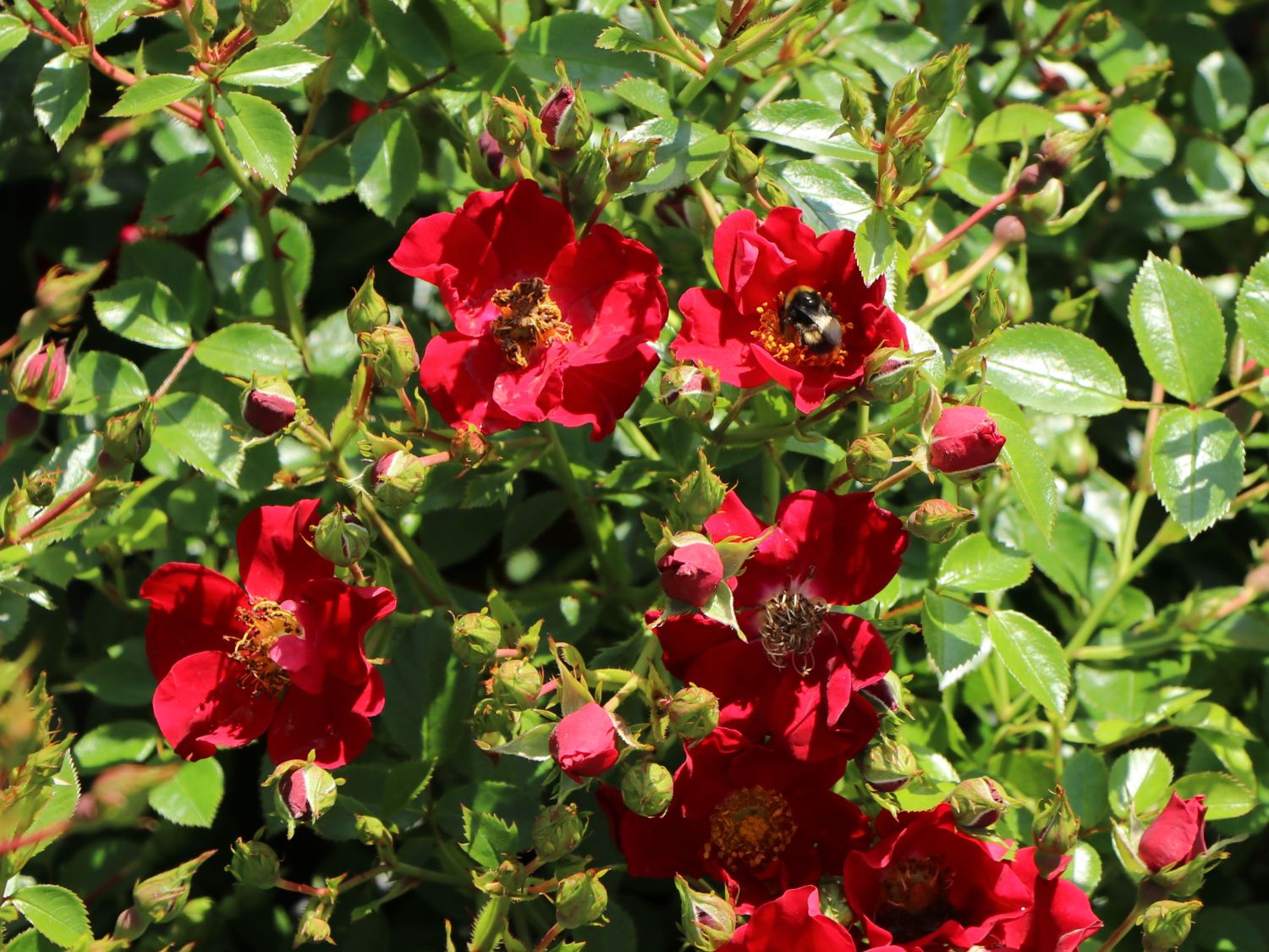 Bodendecker-Rose 'Bienenweide ® Rot' - Rosa 'Bienenweide ® Rot'