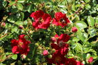 Bodendecker-Rose 'Bienenweide ® Rot' - Rosa 'Bienenweide ® Rot'