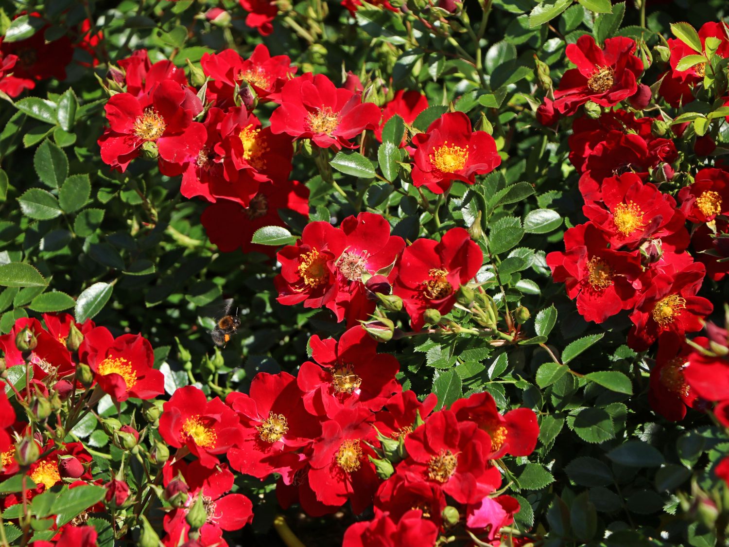 Bodendecker-Rose 'Bienenweide ® Rot' - Rosa 'Bienenweide ® Rot'