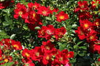 Bodendecker-Rose 'Bienenweide ® Rot' - Rosa 'Bienenweide ® Rot'