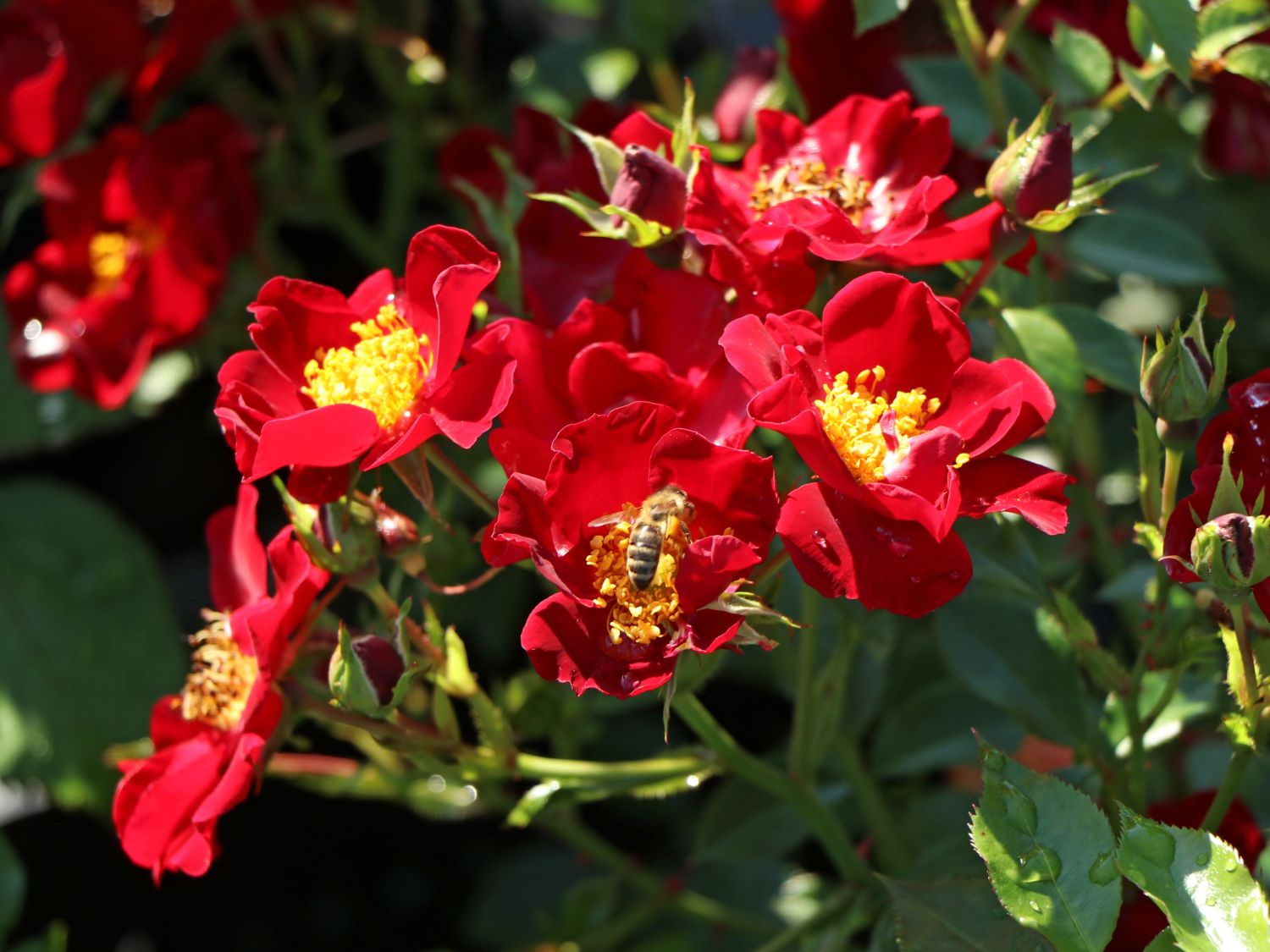Bodendecker-Rose 'Bienenweide ® Rot' - Rosa 'Bienenweide ® Rot'