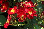 Bodendecker-Rose 'Bienenweide ® Rot' - Rosa 'Bienenweide ® Rot'