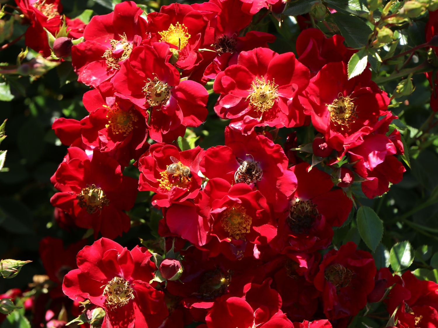 Bodendecker-Rose 'Bienenweide ® Rot' - Rosa 'Bienenweide ® Rot'