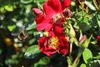 Bodendecker-Rose 'Bienenweide ® Rot' - Rosa 'Bienenweide ® Rot'