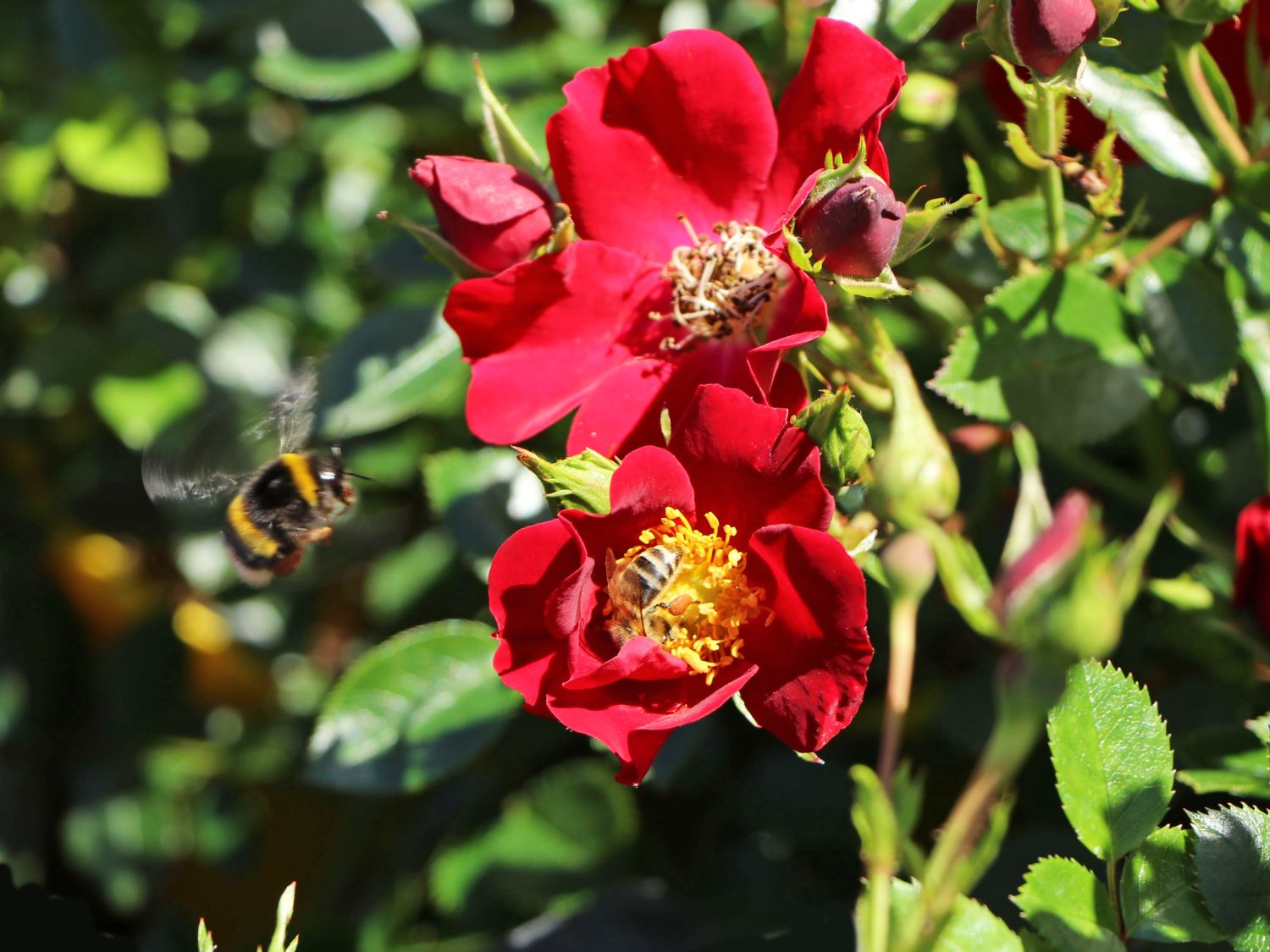 Bodendecker-Rose 'Bienenweide ® Rot' - Rosa 'Bienenweide ® Rot'