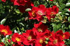 Bodendecker-Rose 'Bienenweide ® Rot' - Rosa 'Bienenweide ® Rot'