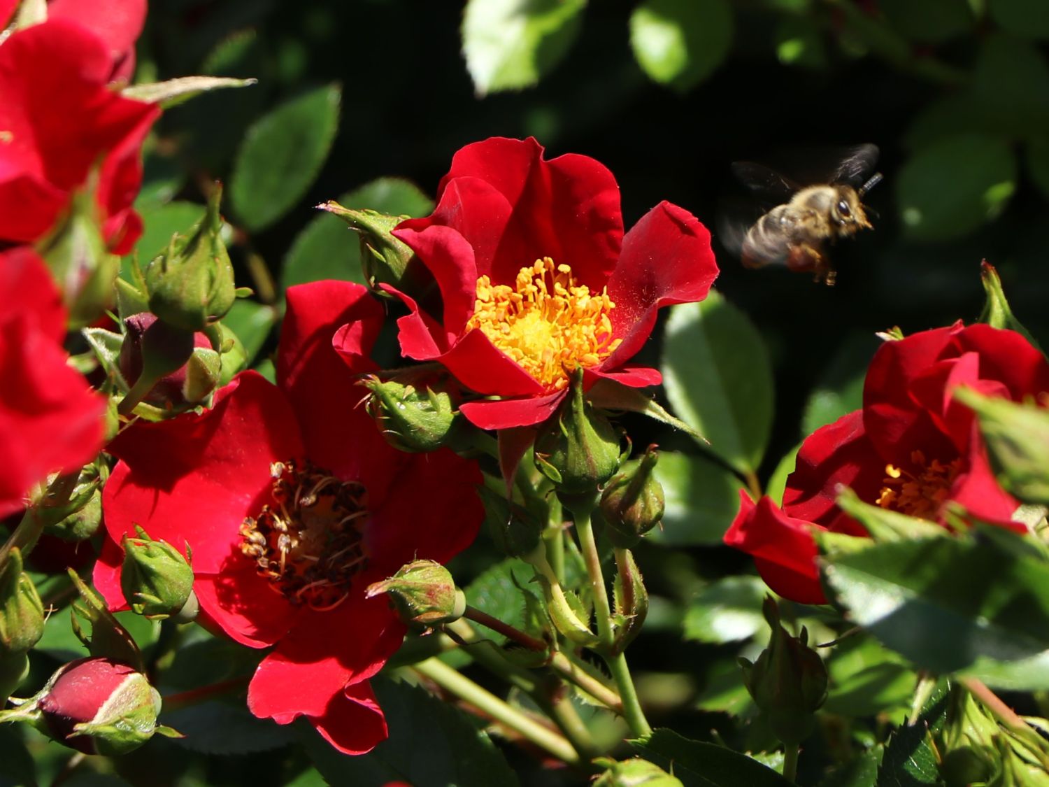 Bodendecker-Rose 'Bienenweide ® Rot' - Rosa 'Bienenweide ® Rot'