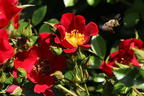 Bodendecker-Rose 'Bienenweide ® Rot' - Rosa 'Bienenweide ® Rot'