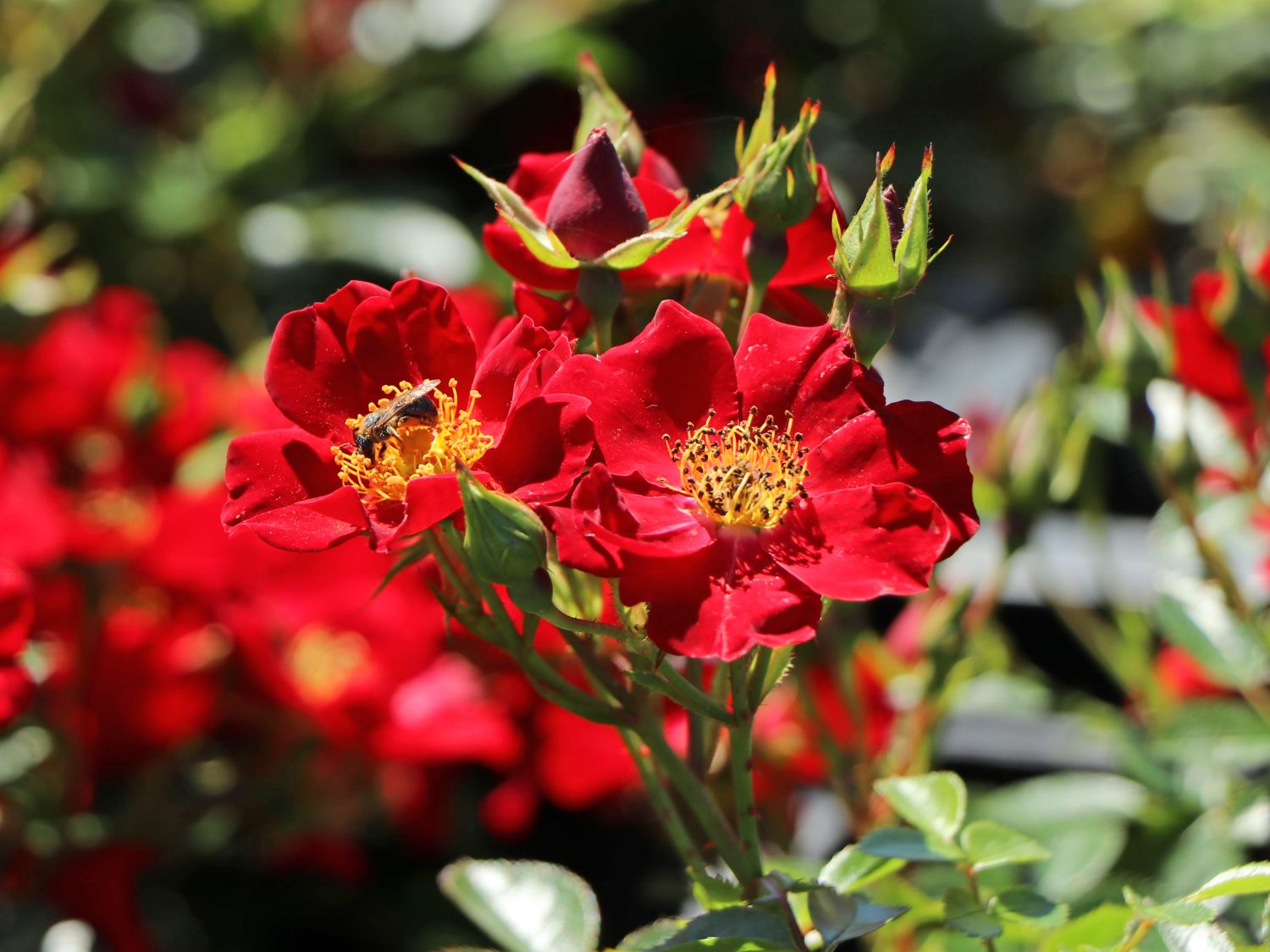 Bodendecker-Rose 'Bienenweide ® Rot' - Rosa 'Bienenweide ® Rot'