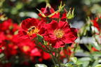 Bodendecker-Rose 'Bienenweide ® Rot' - Rosa 'Bienenweide ® Rot'